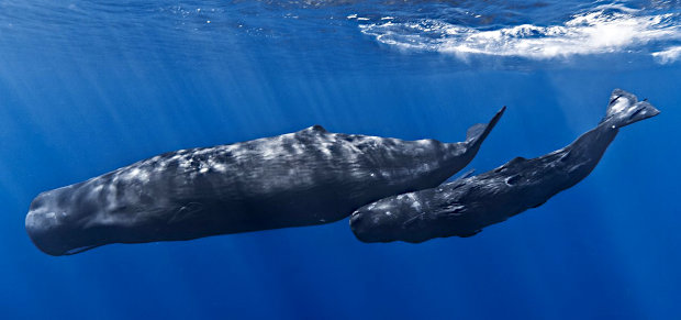 Mother and baby sperm whale